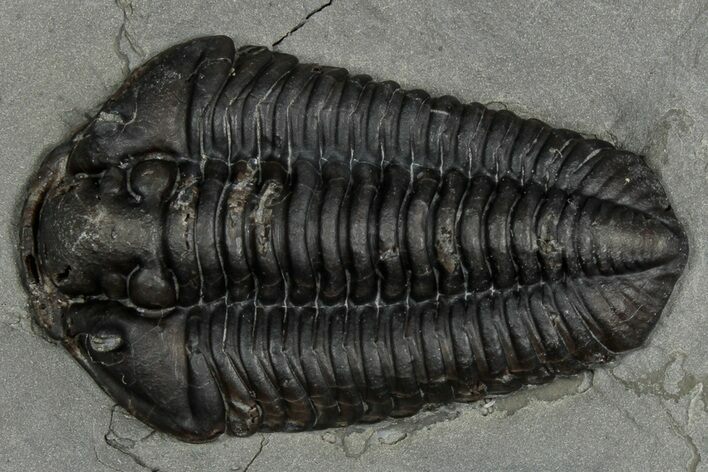 Calymene Niagarensis Trilobite Fossil - New York #357067